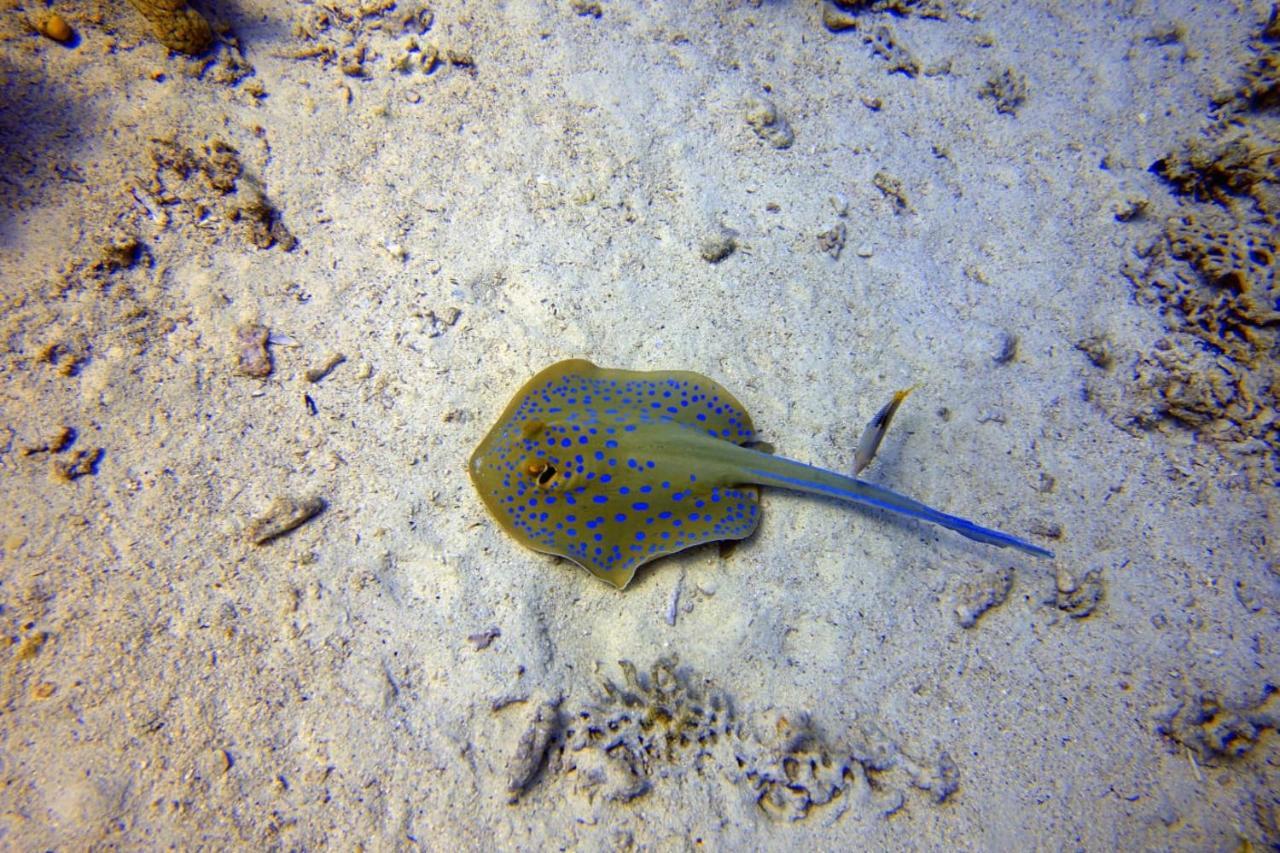 Cocolala Beach House Nungwi Eksteriør billede